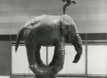 Young Elephant, 1985 (image 2)